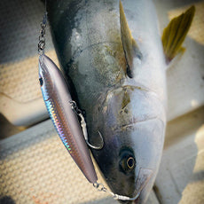 How to Use Fishing Bait for GT Fishing
